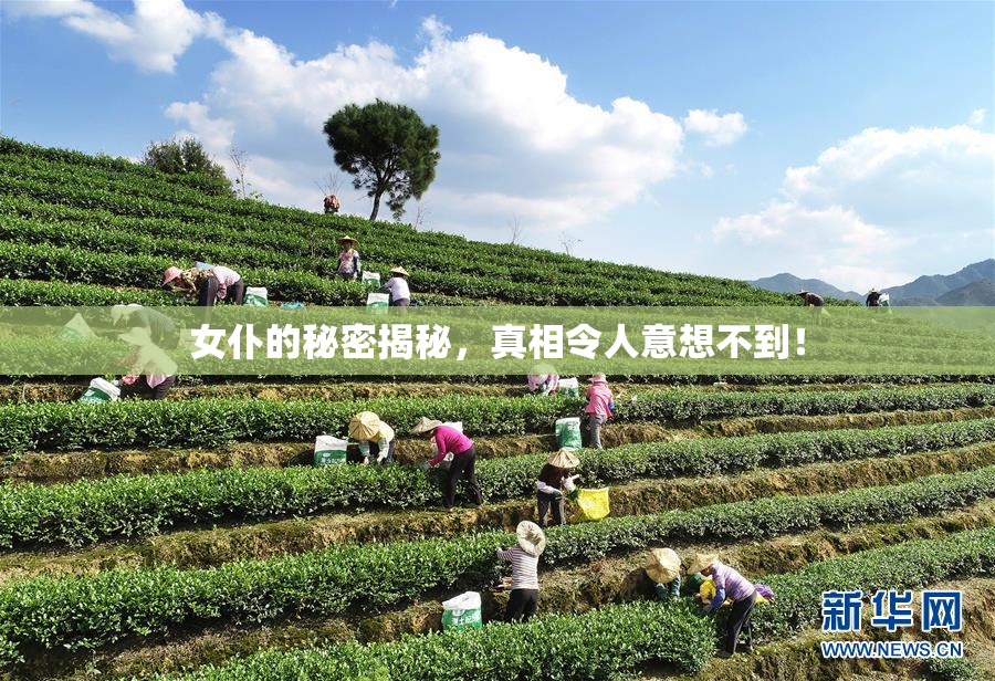 女仆的秘密揭秘，真相令人意想不到！