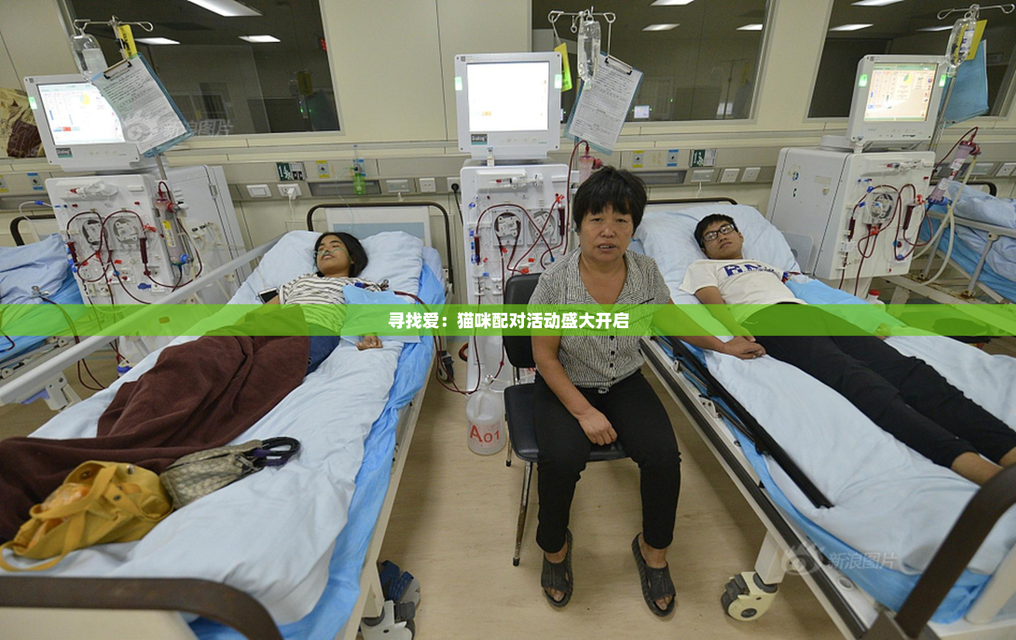寻找爱：猫咪配对活动盛大开启