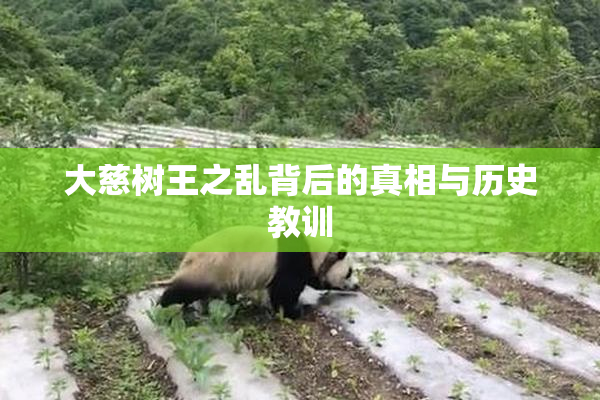 大慈树王之乱背后的真相与历史教训