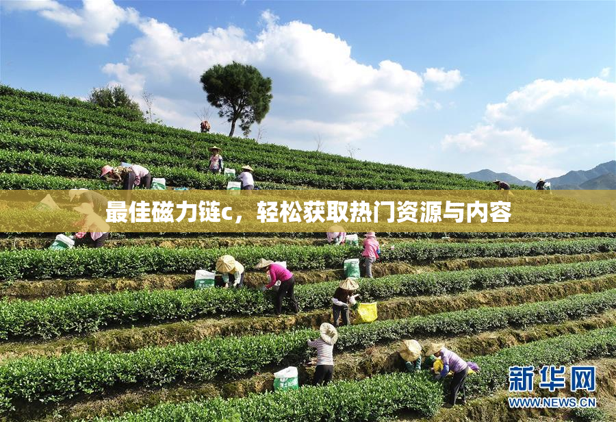 最佳磁力链c，轻松获取热门资源与内容