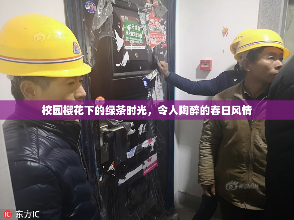 校园樱花下的绿茶时光，令人陶醉的春日风情