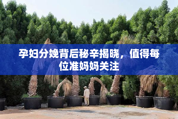 孕妇分娩背后秘辛揭晓，值得每位准妈妈关注