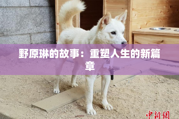 野原琳的故事：重塑人生的新篇章