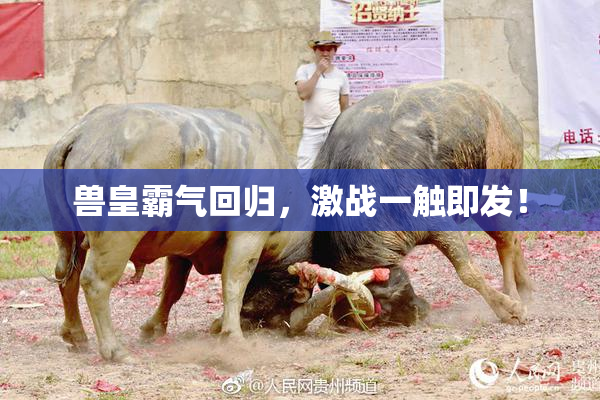 兽皇霸气回归，激战一触即发！