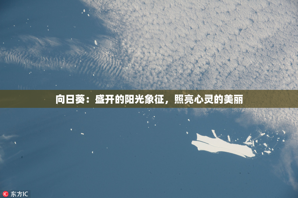 向日葵：盛开的阳光象征，照亮心灵的美丽