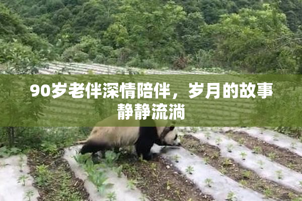 90岁老伴深情陪伴，岁月的故事静静流淌