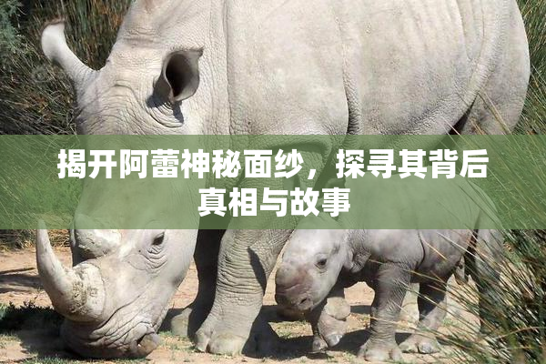 揭开阿蕾神秘面纱，探寻其背后真相与故事