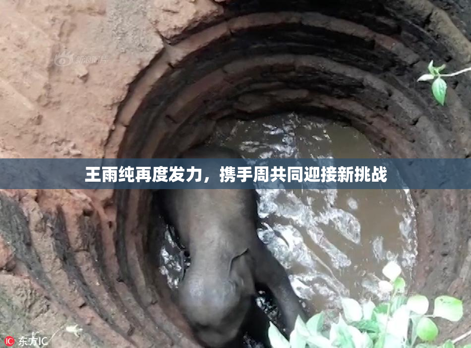 王雨纯再度发力，携手周共同迎接新挑战