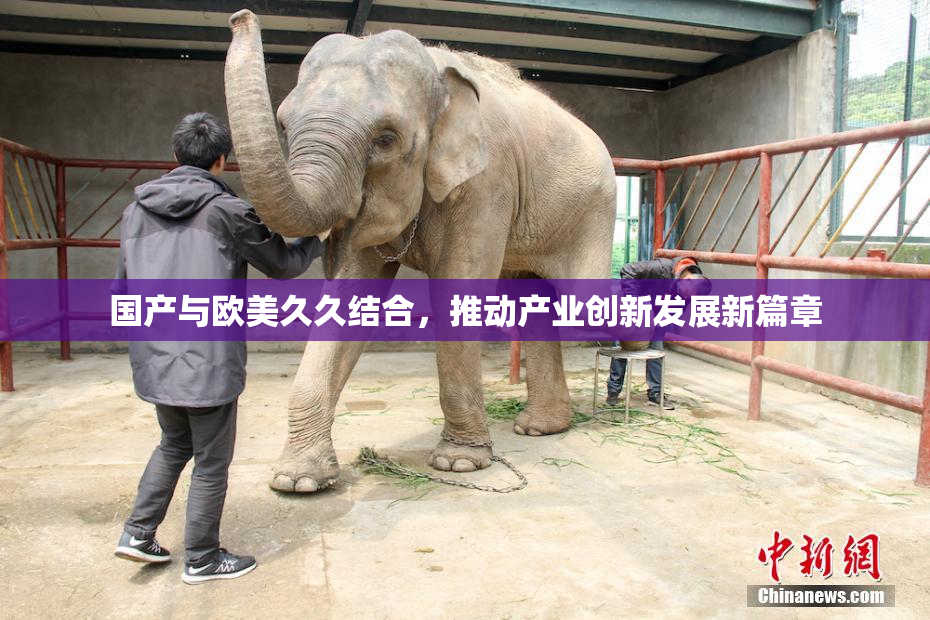 国产与欧美久久结合，推动产业创新发展新篇章
