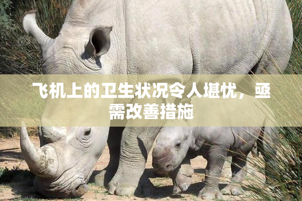飞机上的卫生状况令人堪忧，亟需改善措施