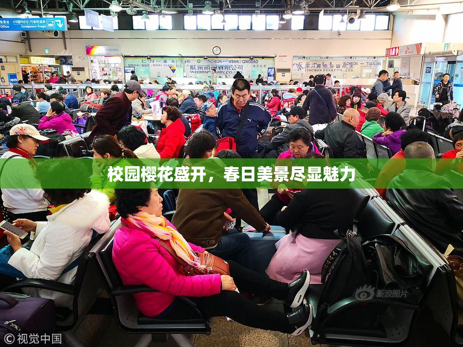 校园樱花盛开，春日美景尽显魅力