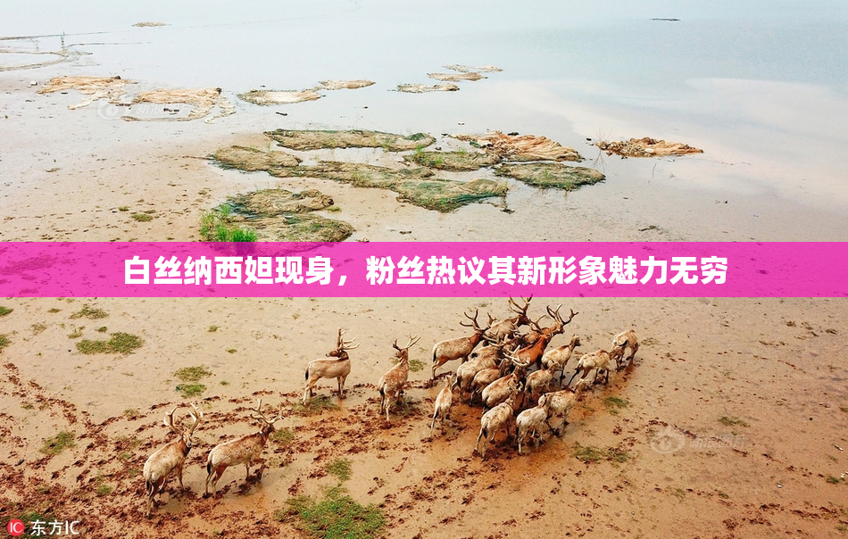 白丝纳西妲现身，粉丝热议其新形象魅力无穷