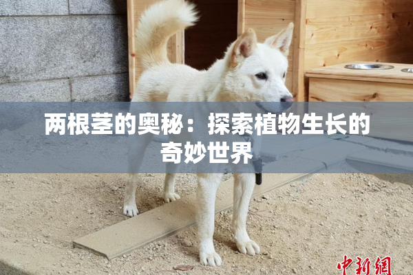 两根茎的奥秘：探索植物生长的奇妙世界