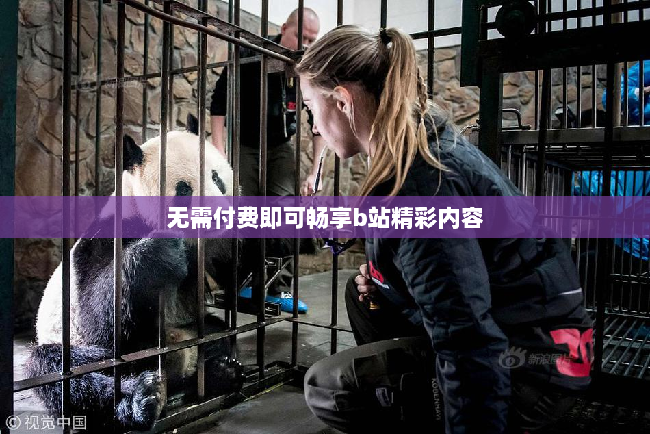 无需付费即可畅享b站精彩内容