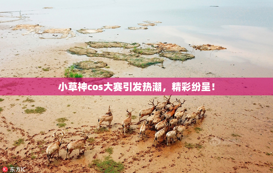 小草神cos大赛引发热潮，精彩纷呈！