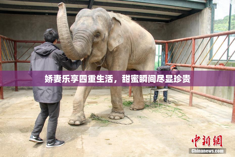 娇妻乐享四重生活，甜蜜瞬间尽显珍贵
