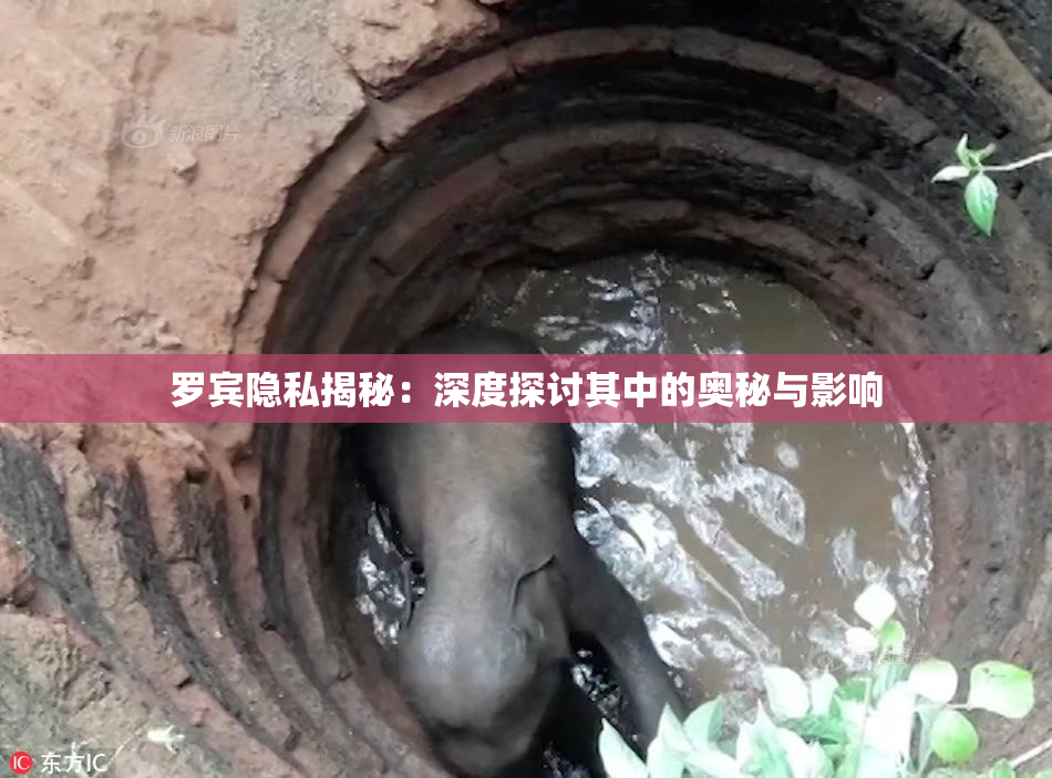 罗宾隐私揭秘：深度探讨其中的奥秘与影响