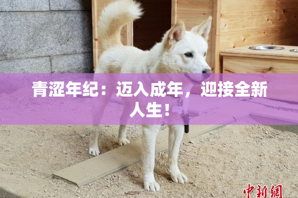 青涩年纪：迈入成年，迎接全新人生！