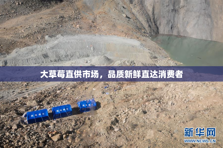 大草莓直供市场，品质新鲜直达消费者
