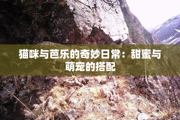 猫咪与芭乐的奇妙日常：甜蜜与萌宠的搭配