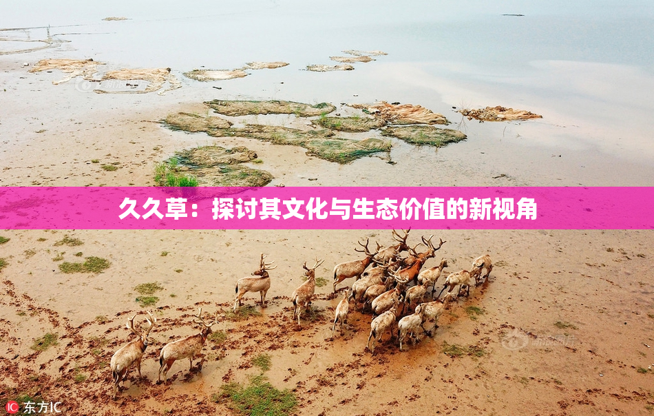 久久草：探讨其文化与生态价值的新视角