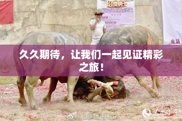 久久期待，让我们一起见证精彩之旅！