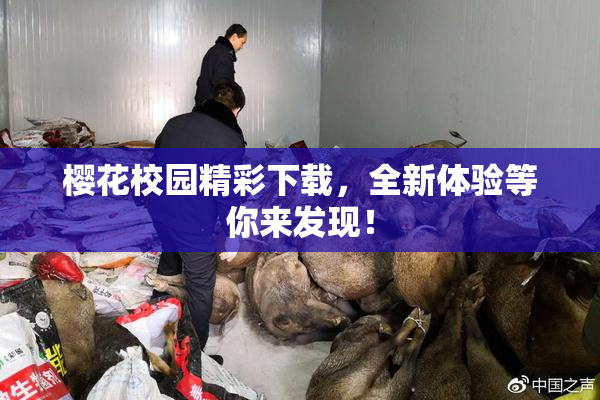 樱花校园精彩下载，全新体验等你来发现！