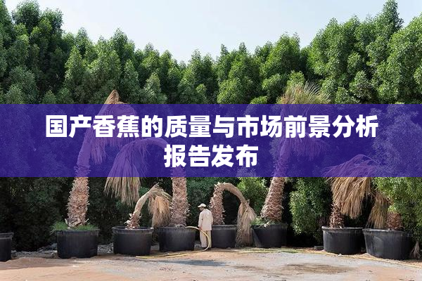 国产香蕉的质量与市场前景分析报告发布