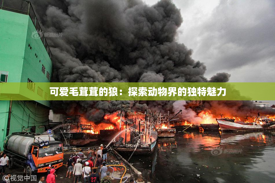 可爱毛茸茸的狼：探索动物界的独特魅力