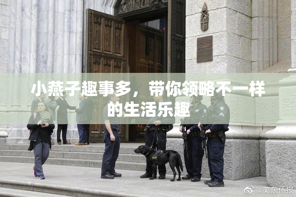 小燕子趣事多，带你领略不一样的生活乐趣