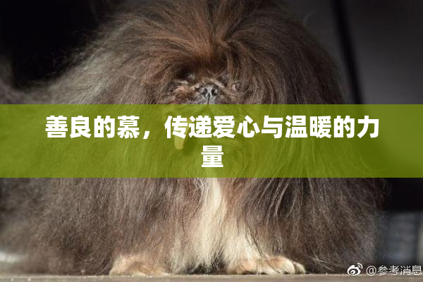 善良的慕，传递爱心与温暖的力量