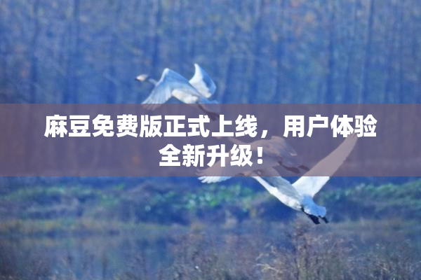麻豆免费版正式上线，用户体验全新升级！