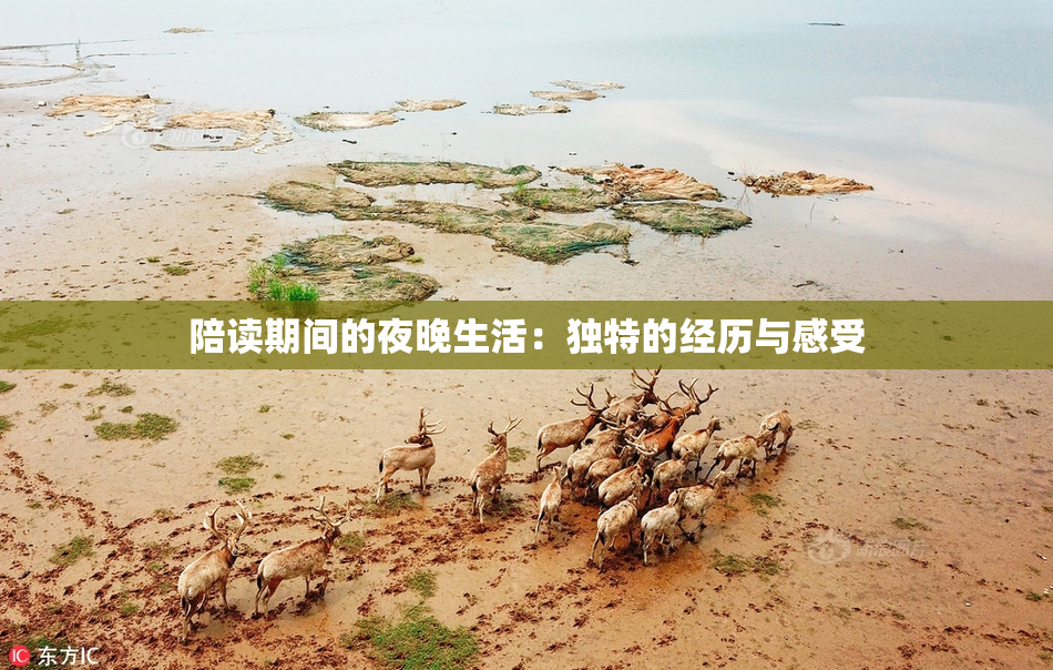 陪读期间的夜晚生活：独特的经历与感受