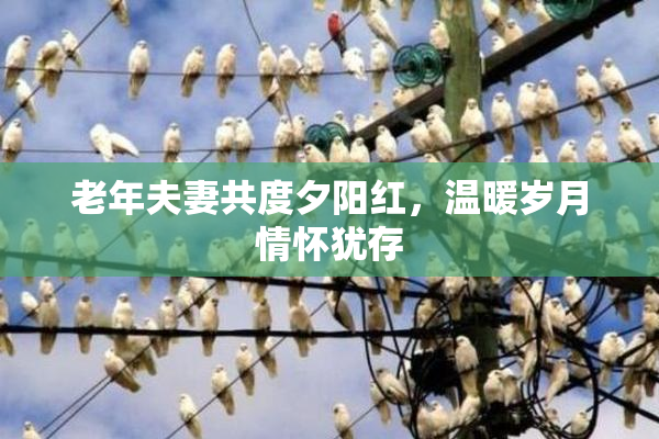 老年夫妻共度夕阳红，温暖岁月情怀犹存