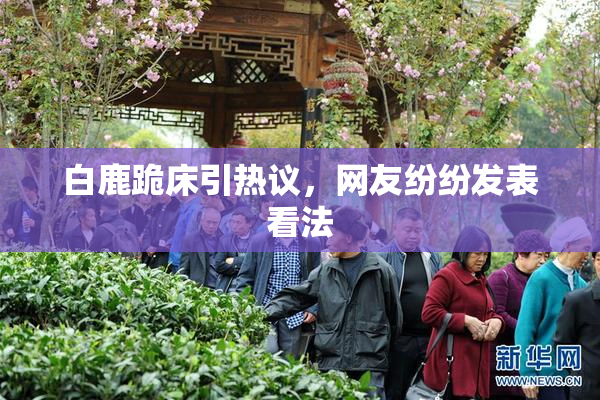 白鹿跪床引热议，网友纷纷发表看法