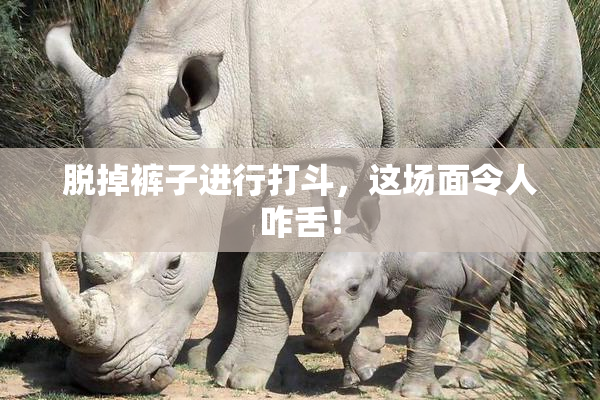 脱掉裤子进行打斗，这场面令人咋舌！