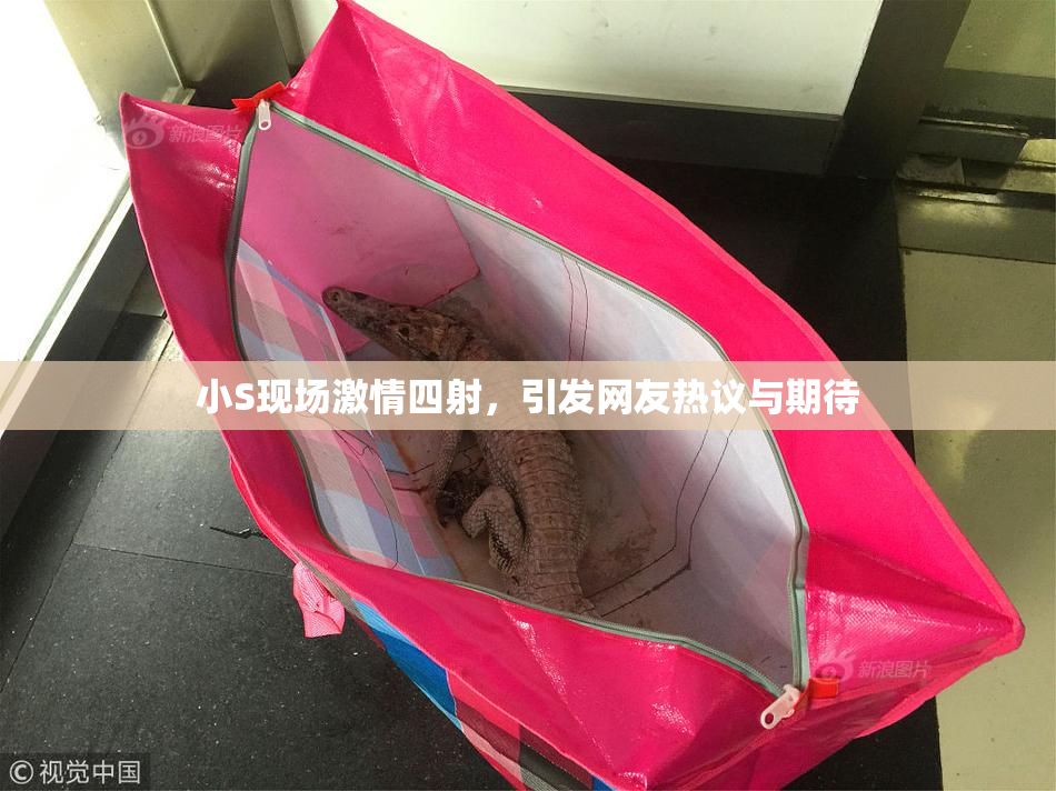 小S现场激情四射，引发网友热议与期待