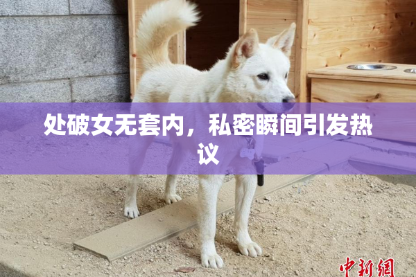 处破女无套内，私密瞬间引发热议