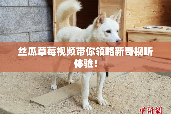 丝瓜草莓视频带你领略新奇视听体验！