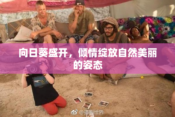向日葵盛开，倾情绽放自然美丽的姿态