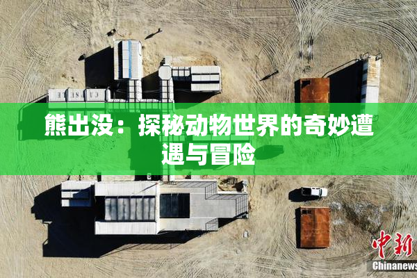熊出没：探秘动物世界的奇妙遭遇与冒险