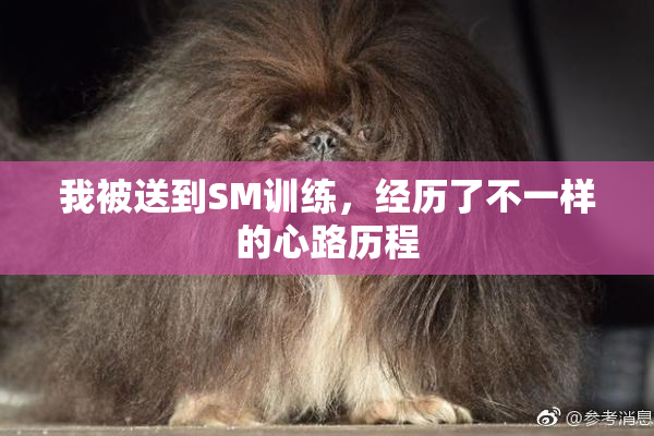 我被送到SM训练，经历了不一样的心路历程
