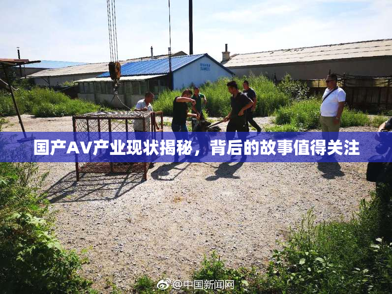 国产AV产业现状揭秘，背后的故事值得关注