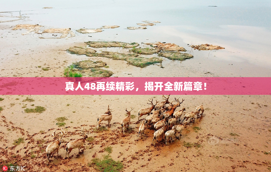 真人48再续精彩，揭开全新篇章！