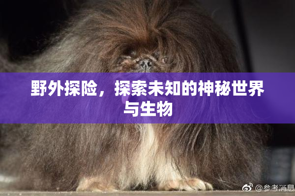 野外探险，探索未知的神秘世界与生物