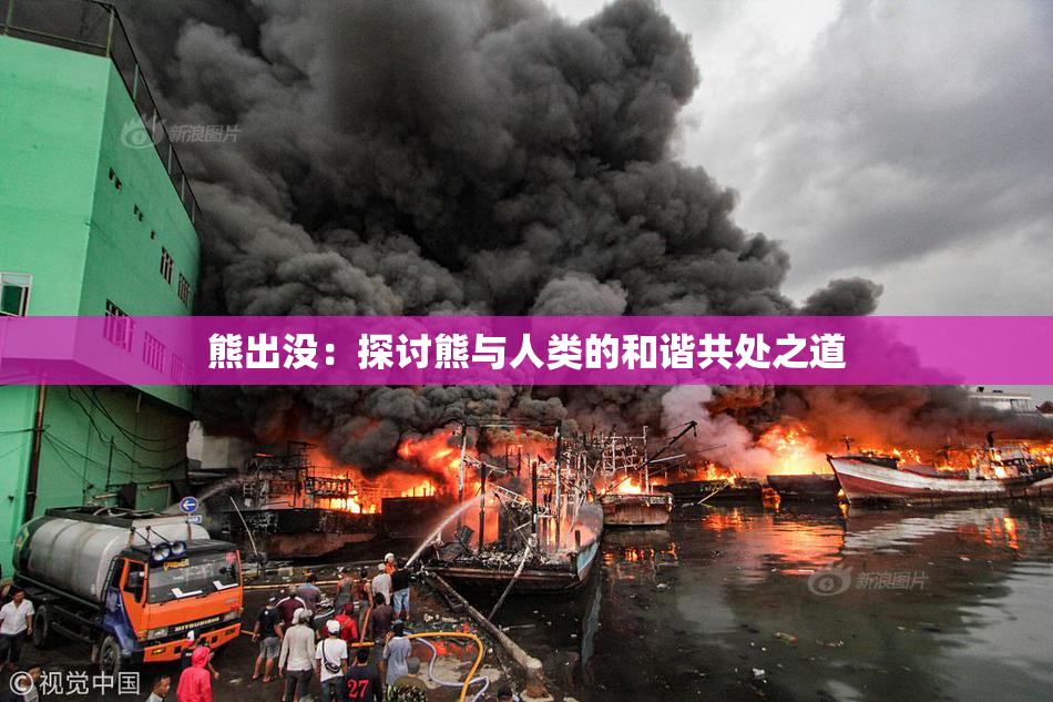 熊出没：探讨熊与人类的和谐共处之道