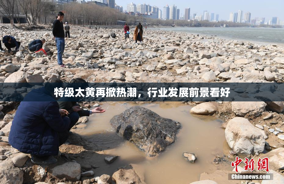 特级太黄再掀热潮，行业发展前景看好
