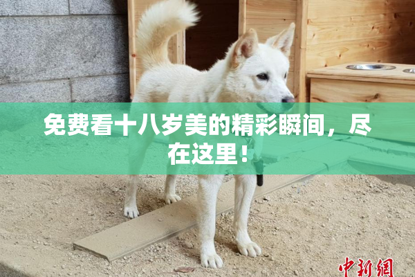 免费看十八岁美的精彩瞬间，尽在这里！
