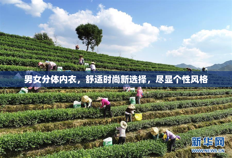 男女分体内衣，舒适时尚新选择，尽显个性风格