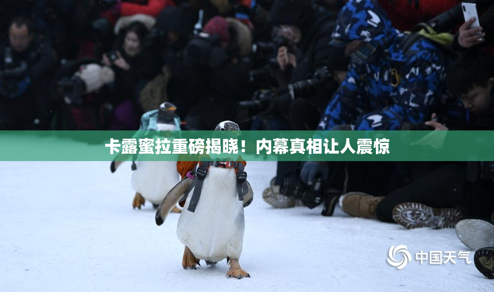 卡露蜜拉重磅揭晓！内幕真相让人震惊